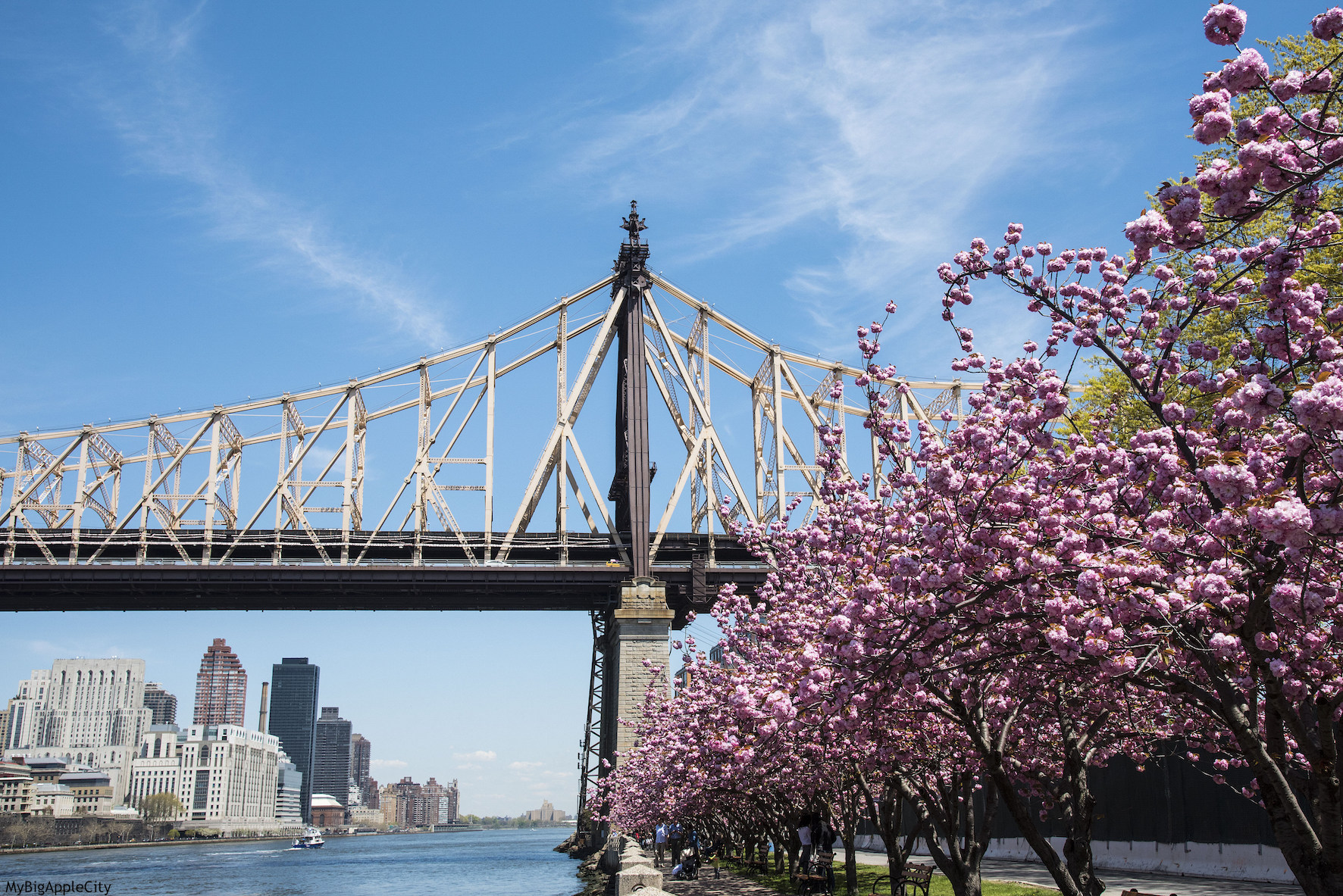 Roosevelt-Island-Cherry-blossom-NYC-MyBigAppleCity
