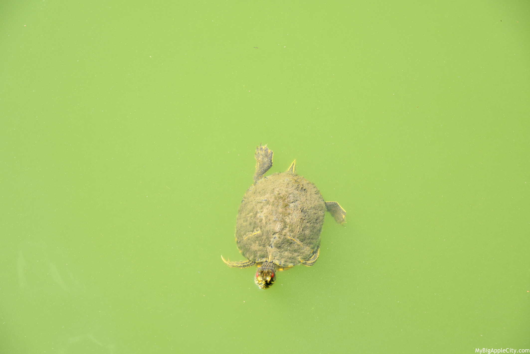 Turtle-Brooklyn-Botanical-Garden-New-York-Travel-blogger-MyBigAppleCity