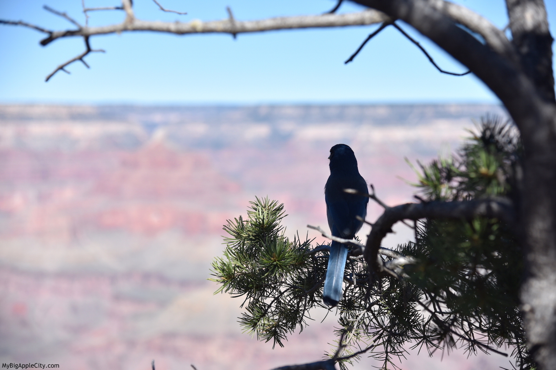 Grand-Canyon-USA-travel-blog-MyBigAppleCity