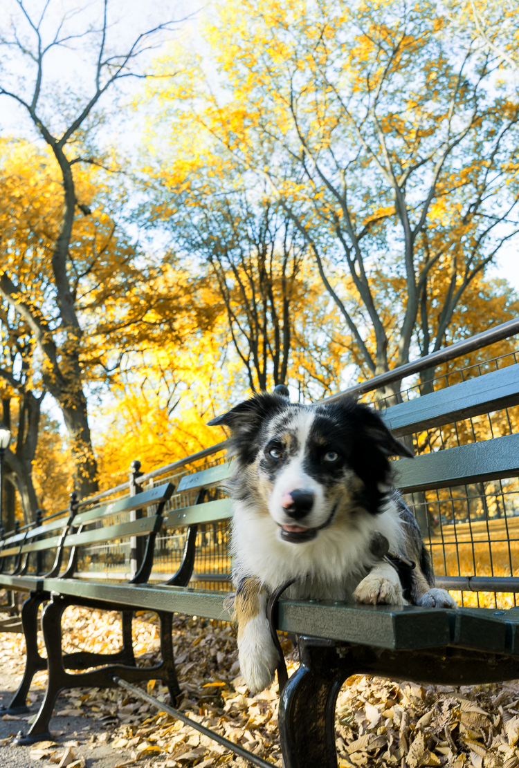 Dog of Central Park NYC