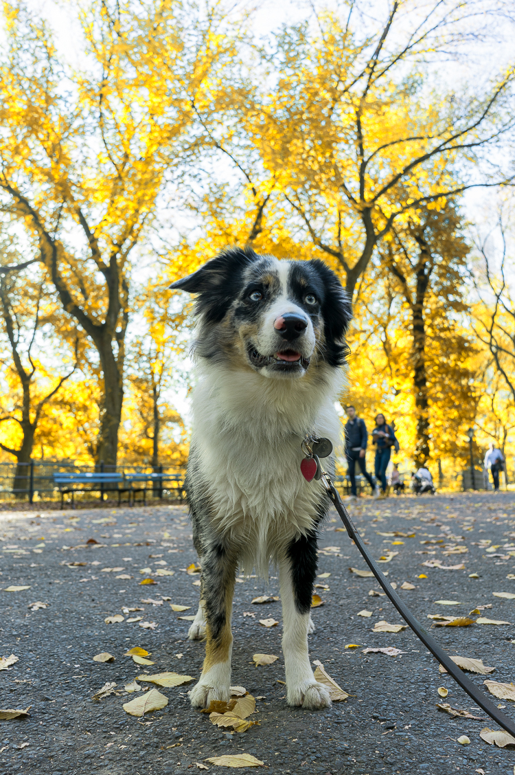 Fall in Central Park Dog New York