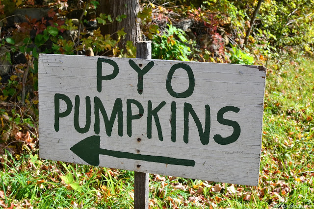 pumpkin-picking-nyc-mybigapplecity-4
