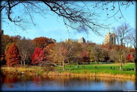 Central-park-foliage-newyork-travel-blogger