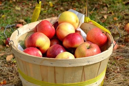 best-of-apple-picking-new-york