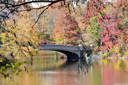 CentralPark-Foliage-Fall-2014-bow-bridge