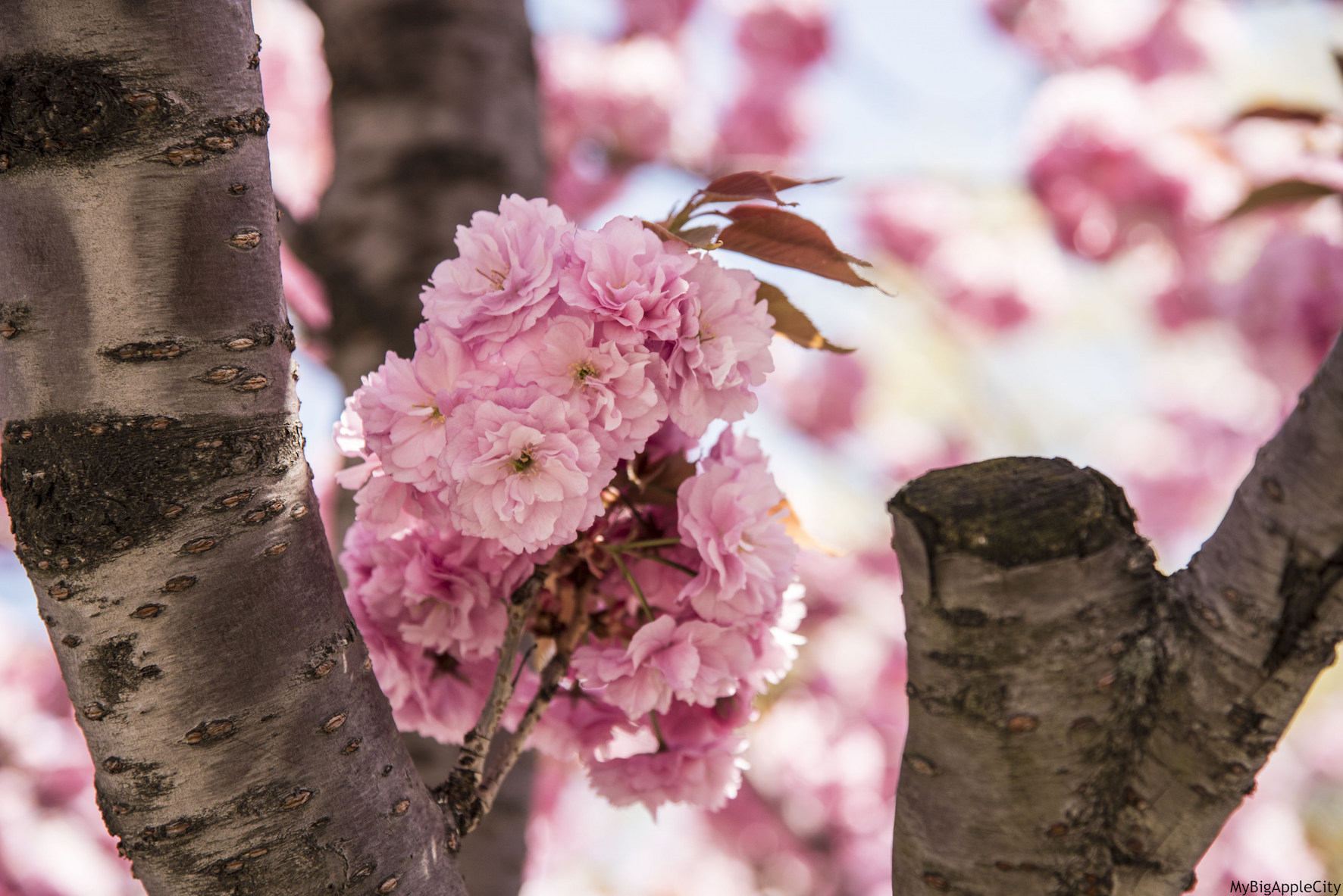 Cherry-blossom-New-York-Spring-Travelblog