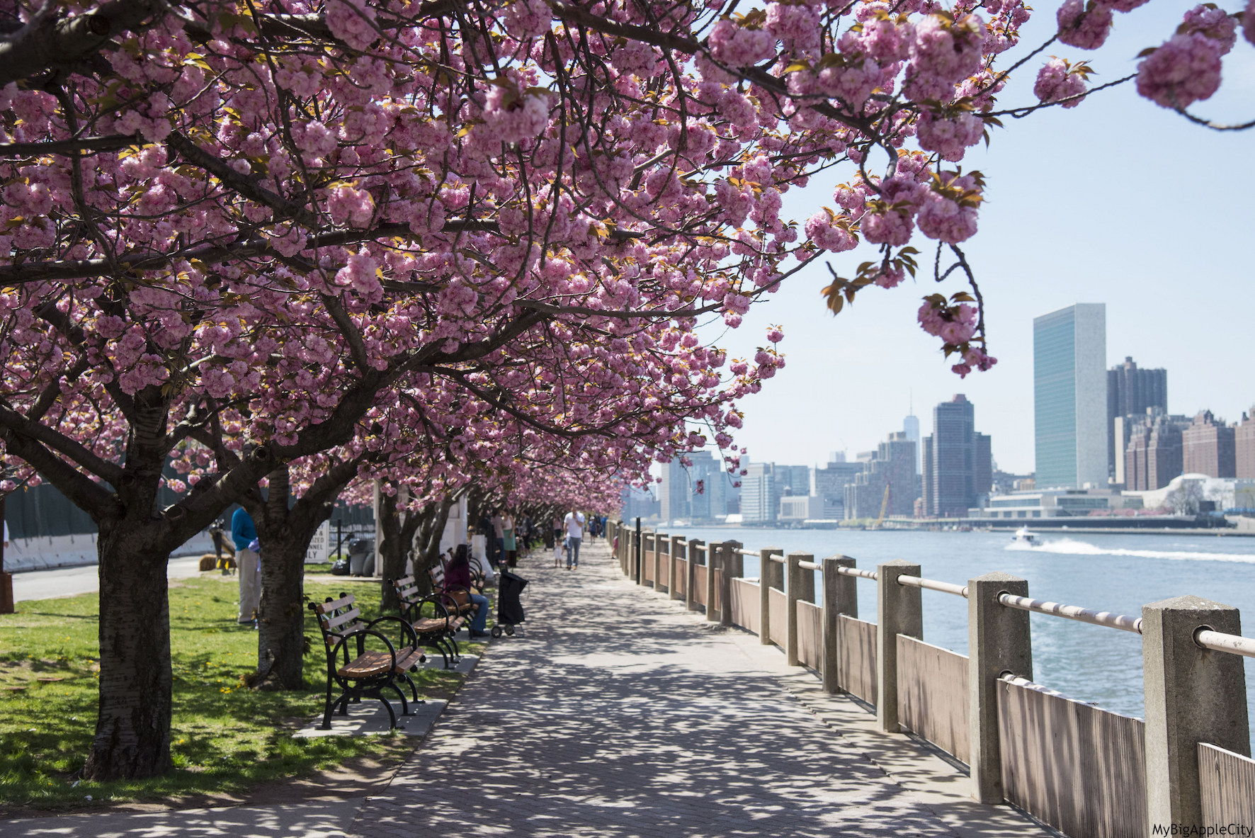 Cherry Blossoms In New York City - Katey Scarlet