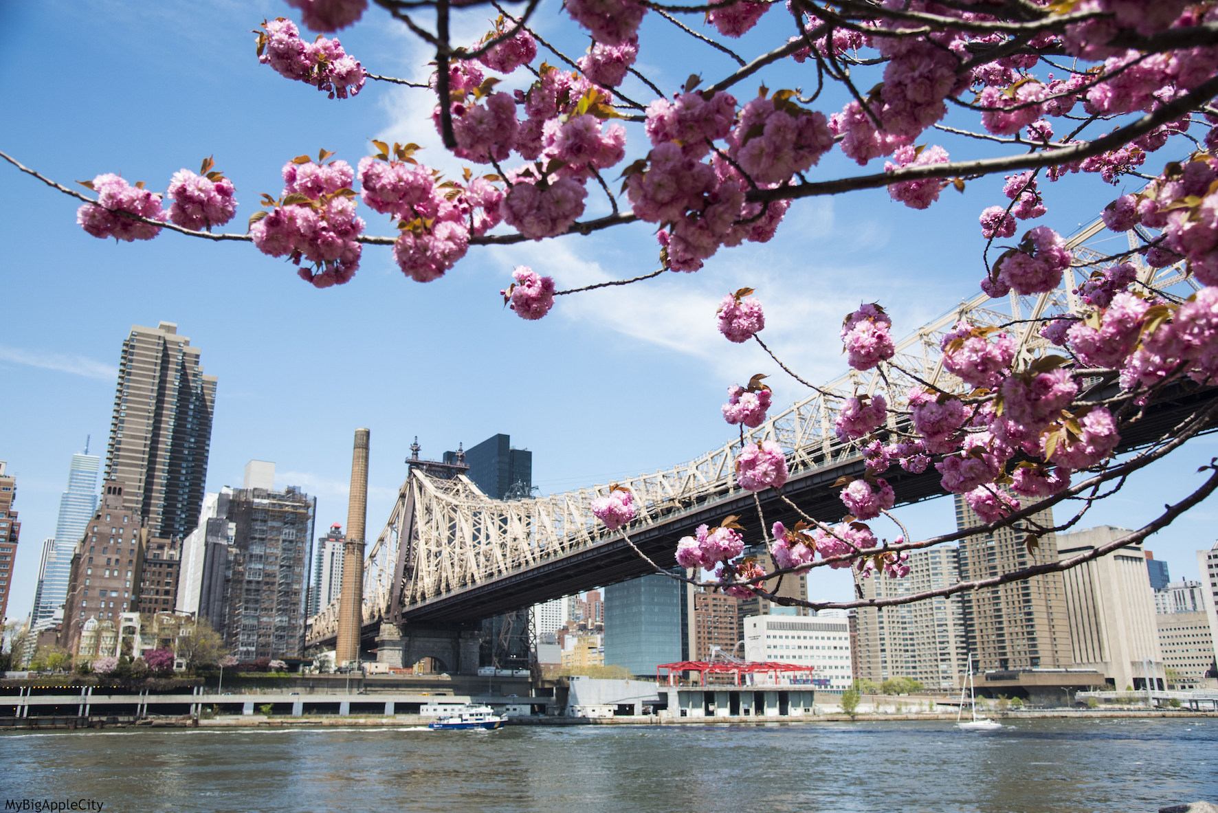 https://mybigapplecity.com/wp-content/uploads/2015/05/Spring-Cherry-blossom-tree-pink-New-York-Travel.jpg