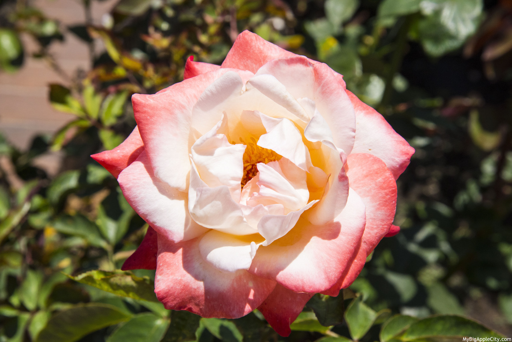 Rose-garden-San-Diego-Travel-Blogger-USA-MyBigAppleCity