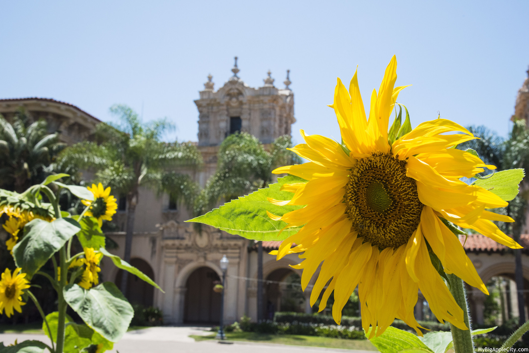 San-Diego-Sunflower-Balboa-park-photography-mybigapplecity