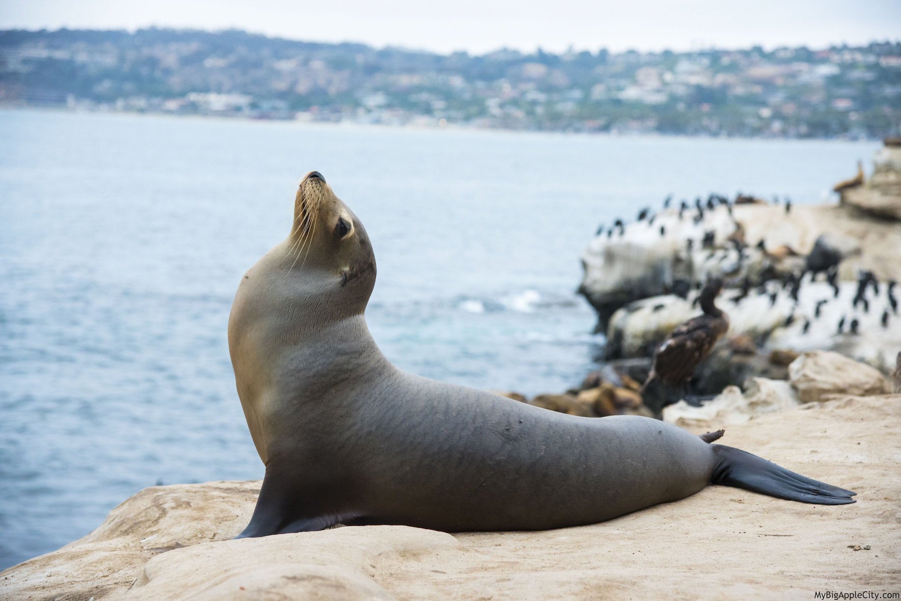 Seal-La-Jolla-San-Diego-Travel-Blogger-USA-MyBigAppleCity