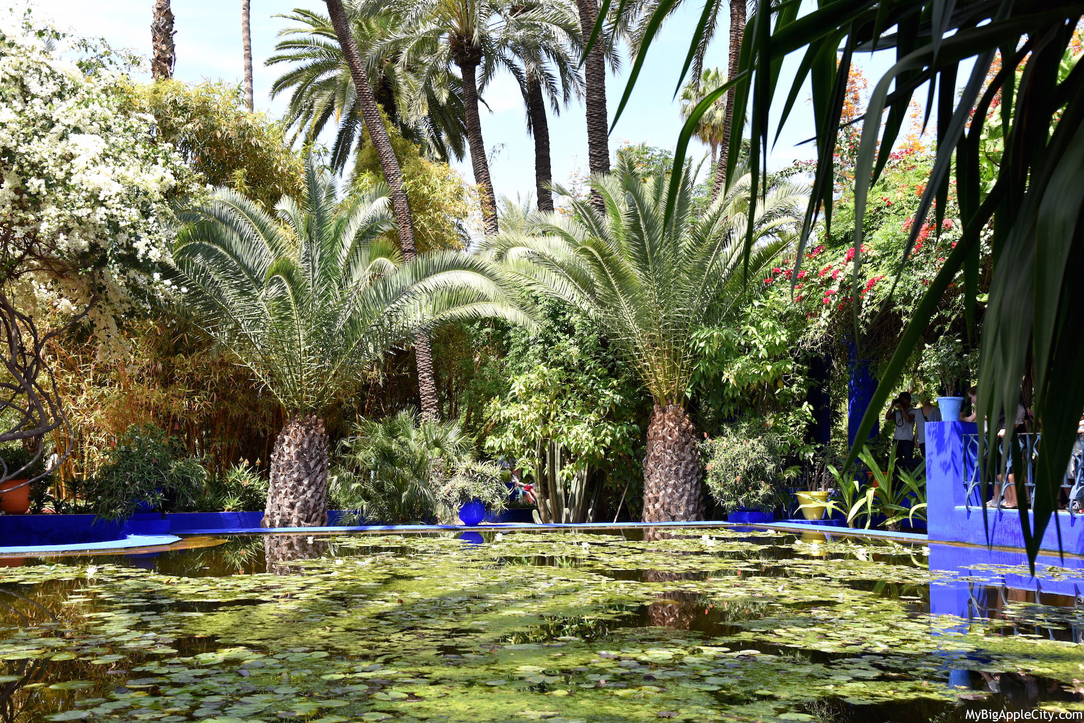 Majorelle-Garden-Marrakech-Travel-Blogger-2016-MyBigAppleCity