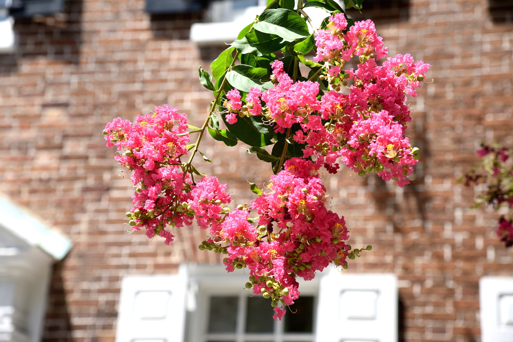 Pink Flowers in Charleston, South Carolina
