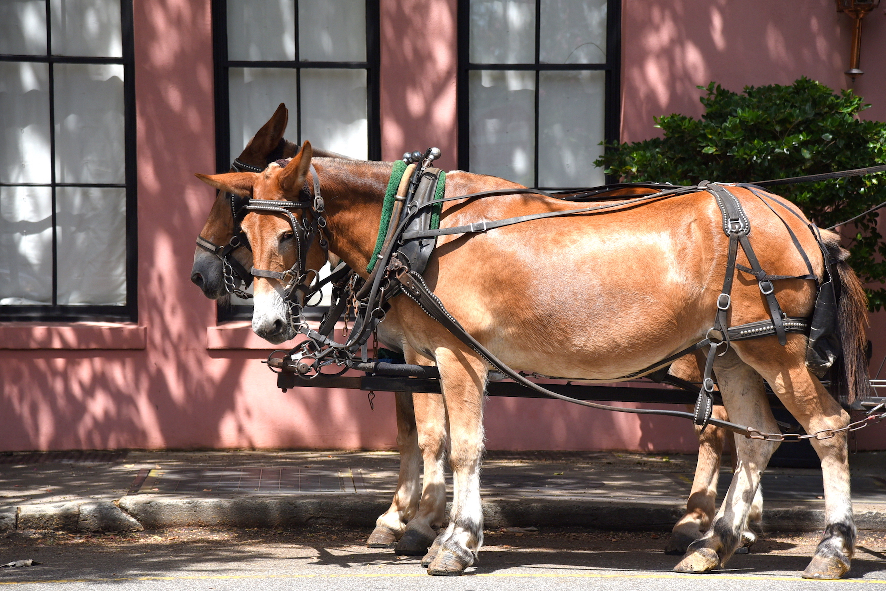 Horse carriage tour in Charleston, South Carolina