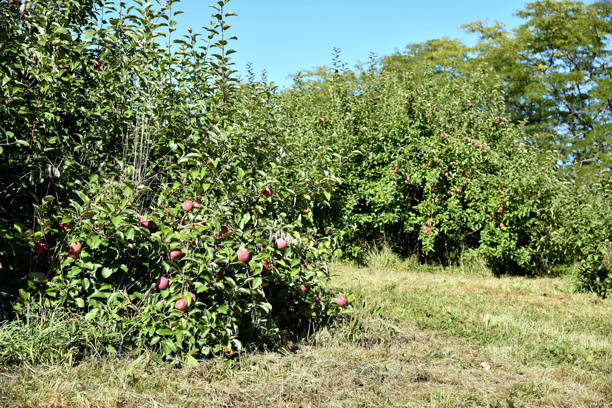 Dog friendly apple picking Upstate New York