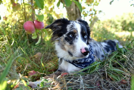 Apple Picking with my dog Upstate New York 2016