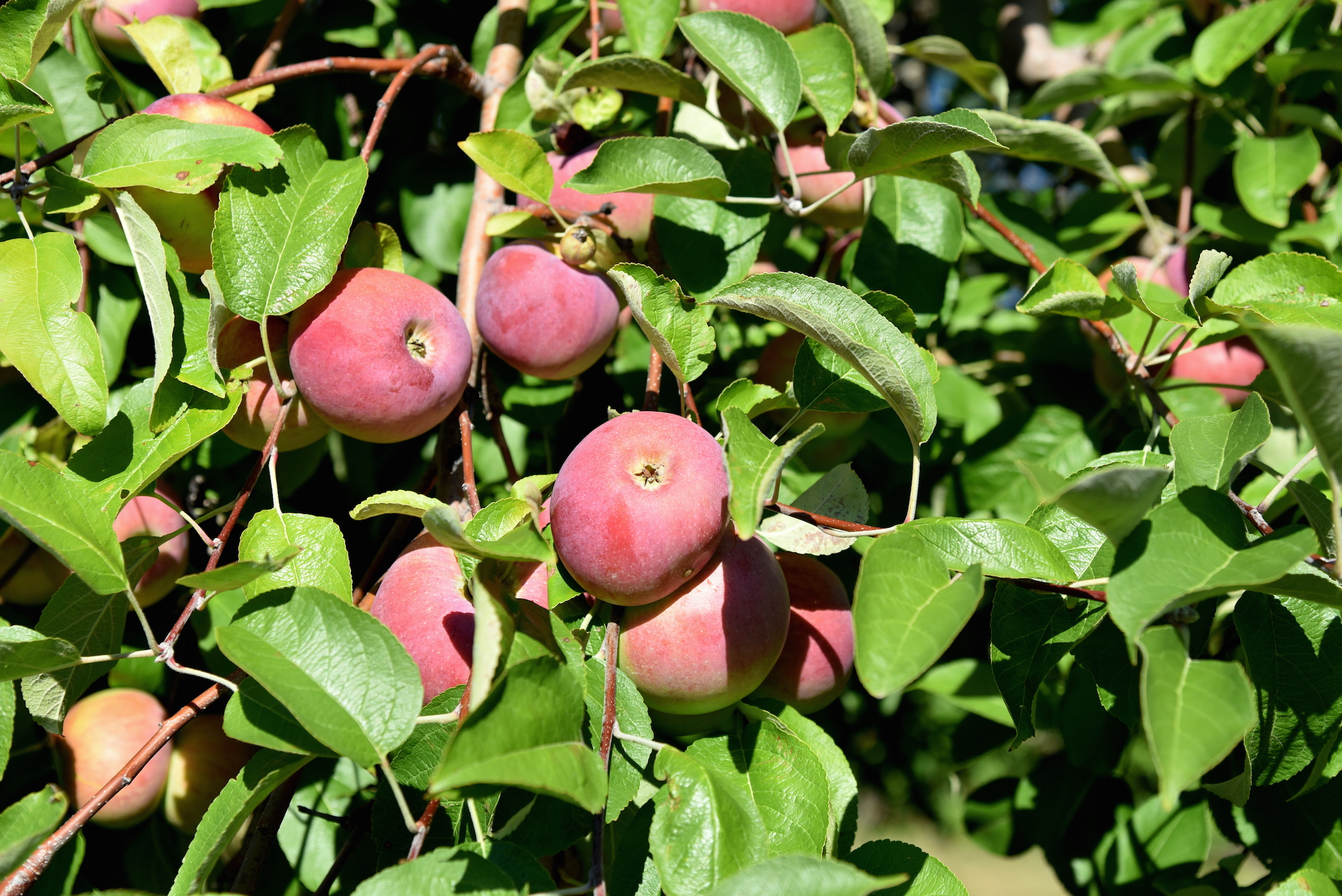 Un automne à New York, la cueillette des pommes