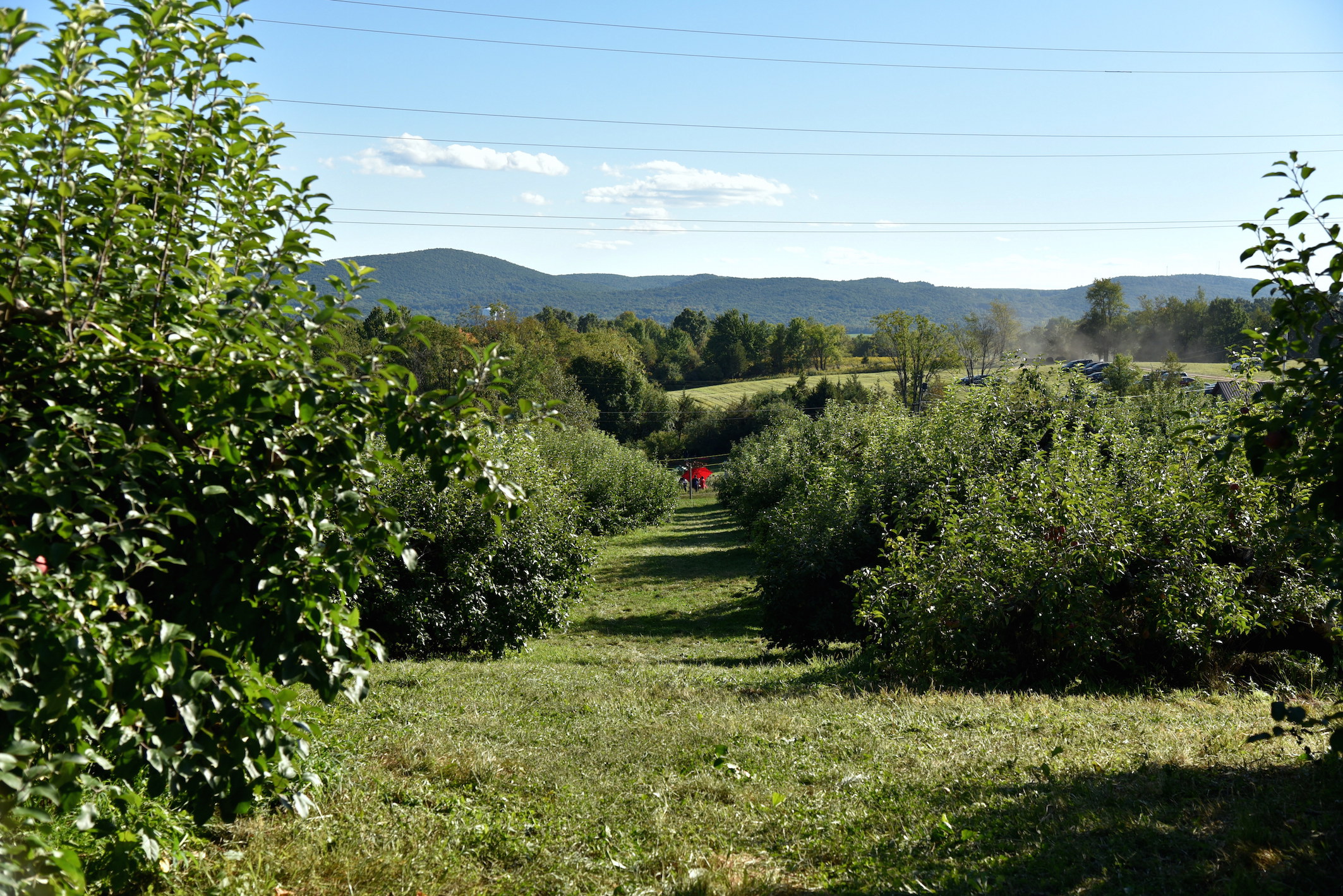 Best place for apple picking in New York 2016