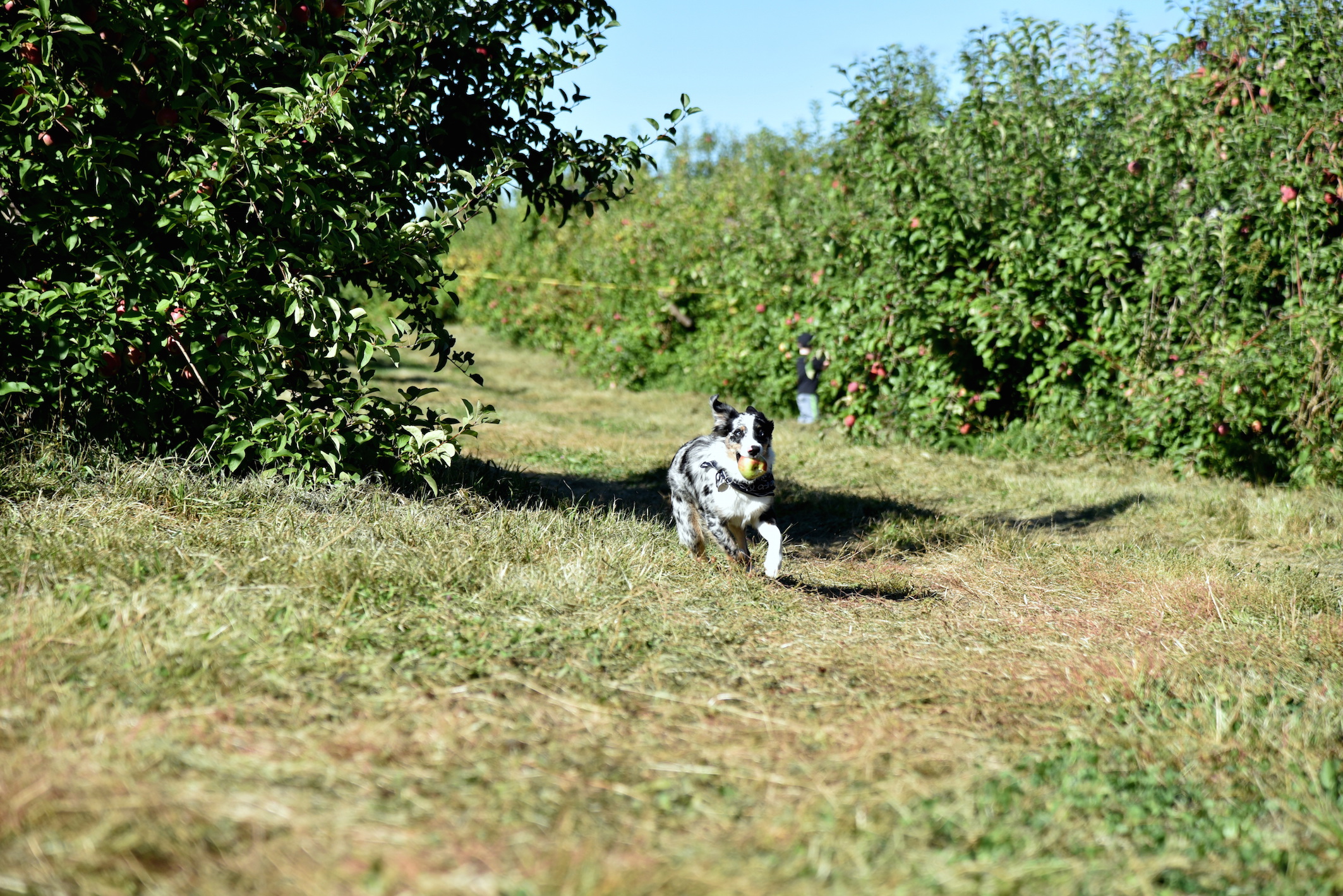 Dog Friendly Apple Picking Place outside New York