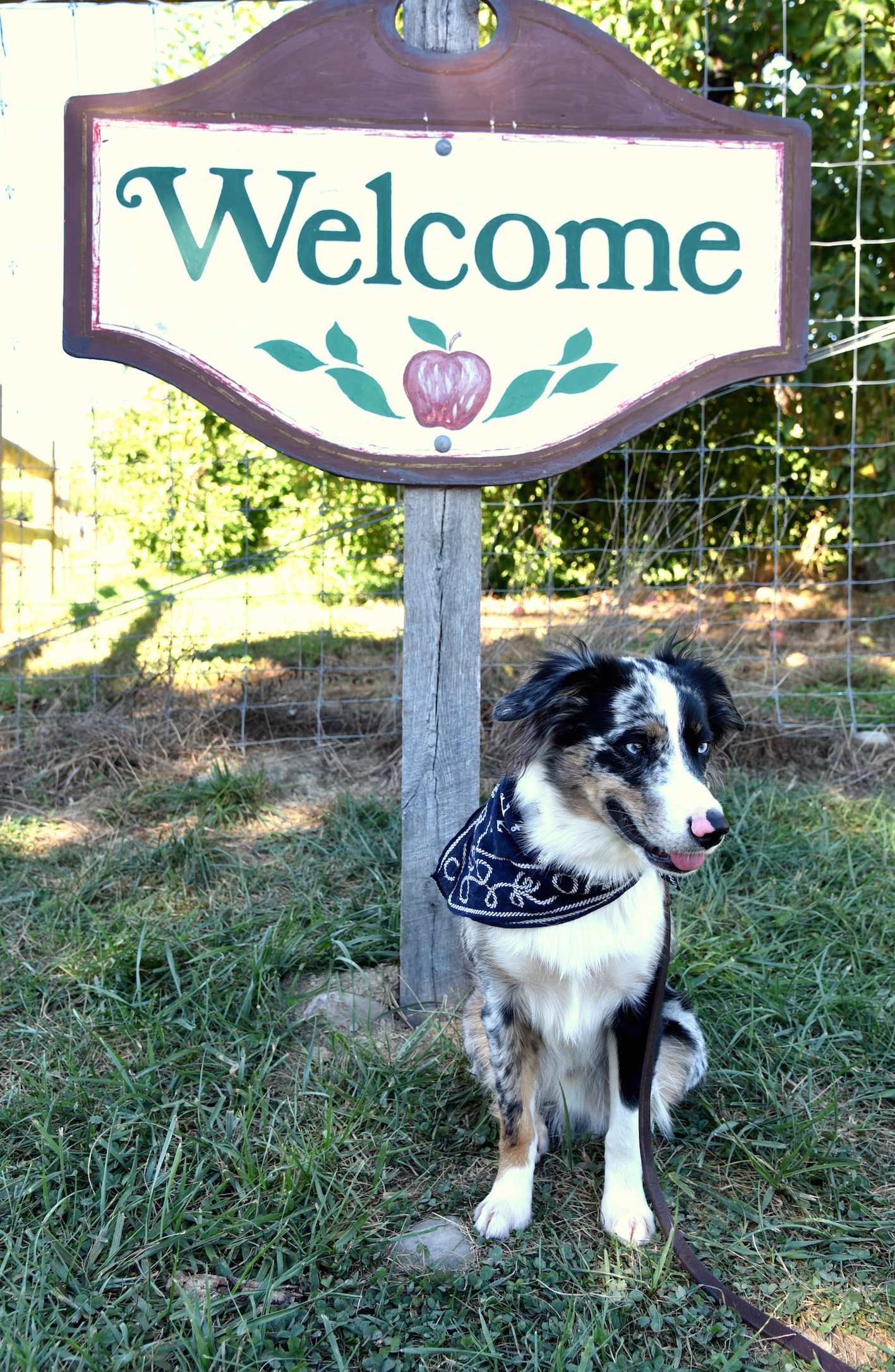 Mini aussie in New York apple picking