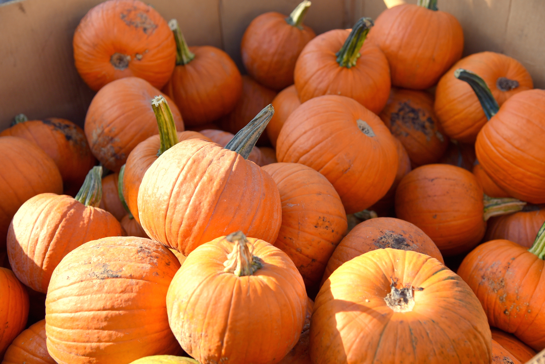 Pumpkin picking in New York Fall 2016