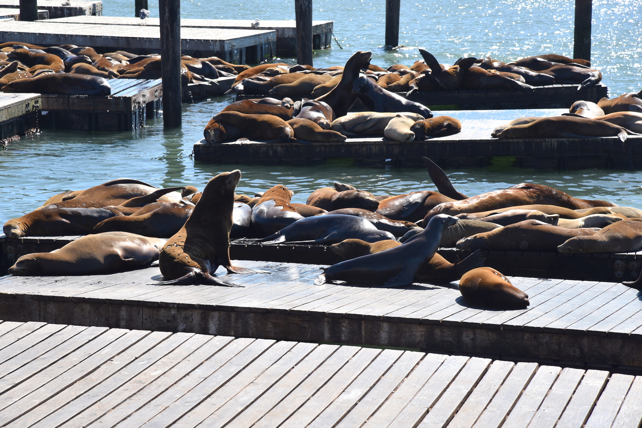 Visiting Fisherman's Wharf in San Francisco - Travel blog