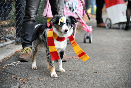 Harry Potter Costume for dog Halloween