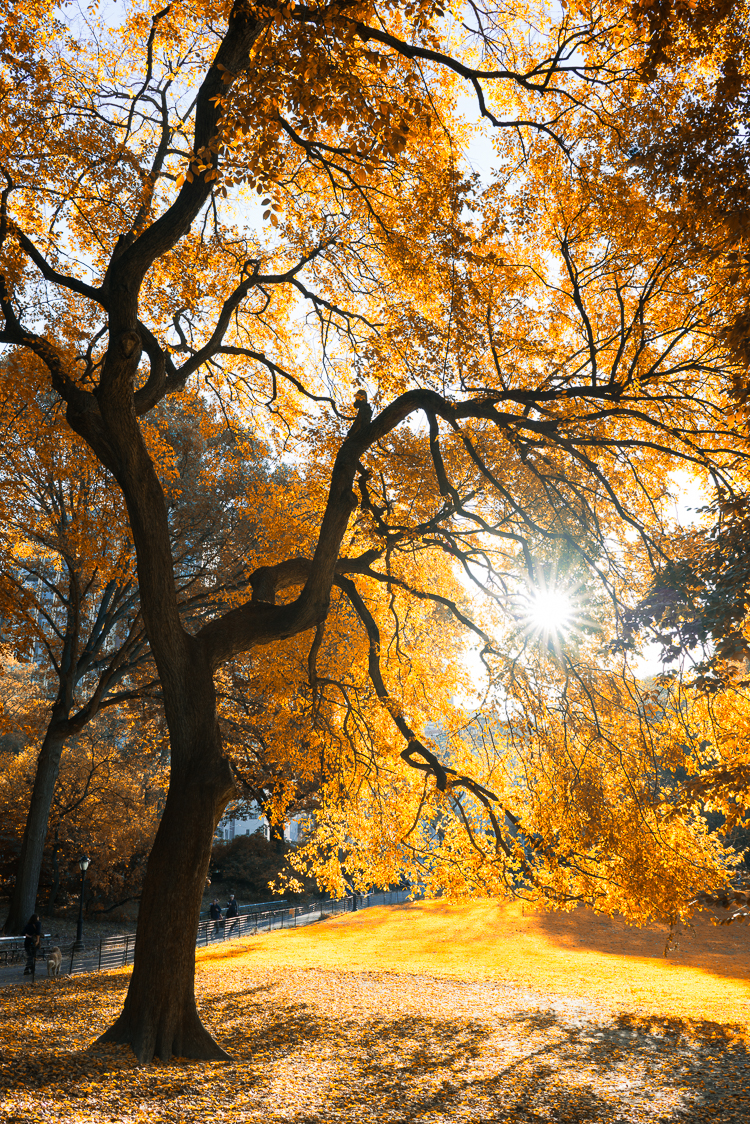 Fall foliage in Central Park NYC