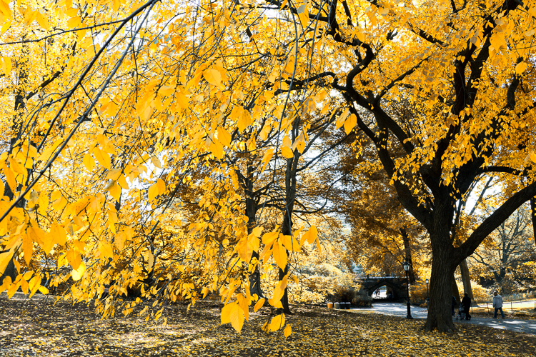 Couleurs d'automne Central PArk, New York - blog voyage