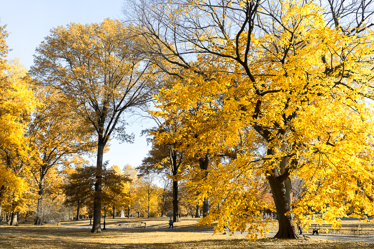 Fall colors 2017 in New York Central Park