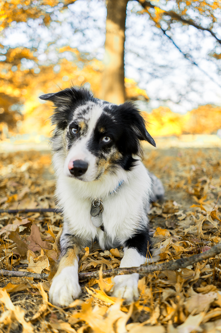 Mini australian shepherd in New York