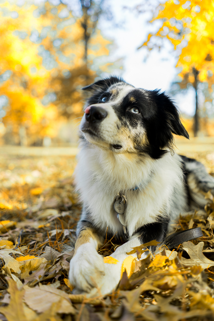 Beauty Australian Shepherd mini aussie breed nyc