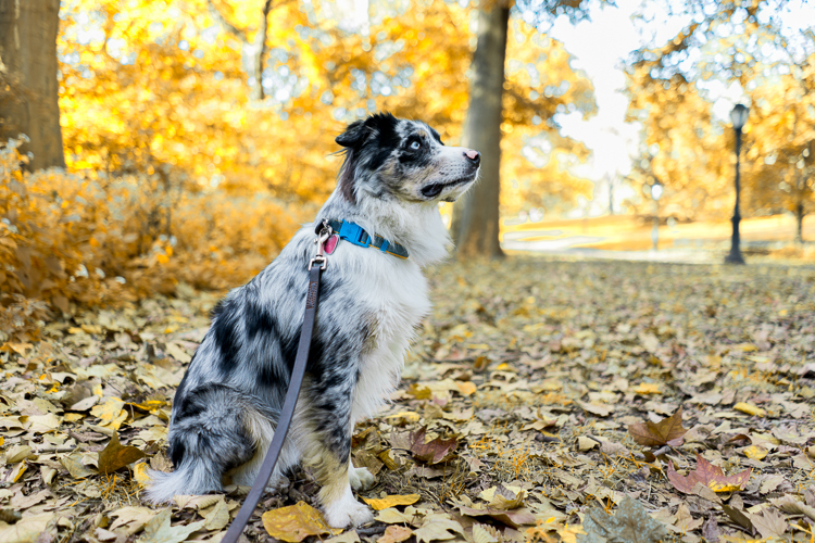 Harrison mini aussie Central Park NYC