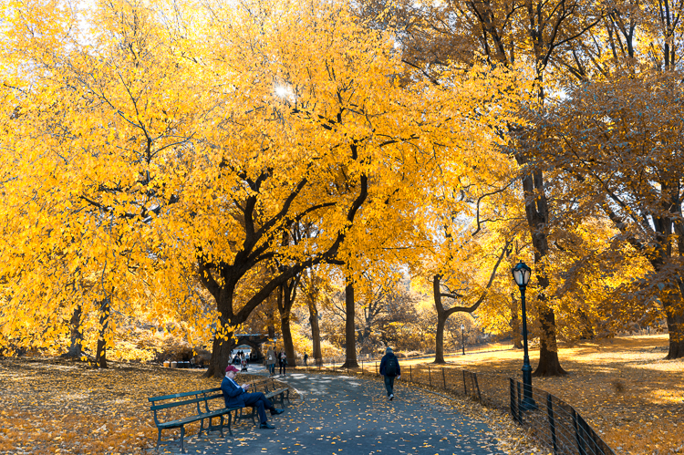 Autmone à Central Park Blog voyage mybigapplecity