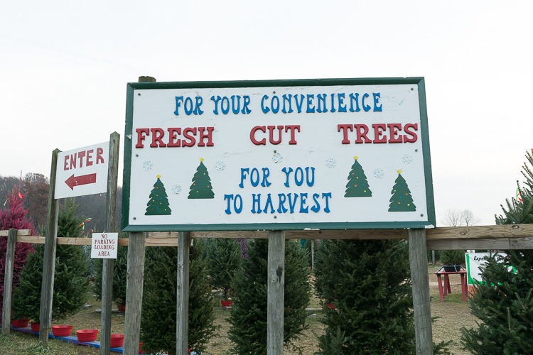 Cut your own tree Wyckoff tree farm NJ