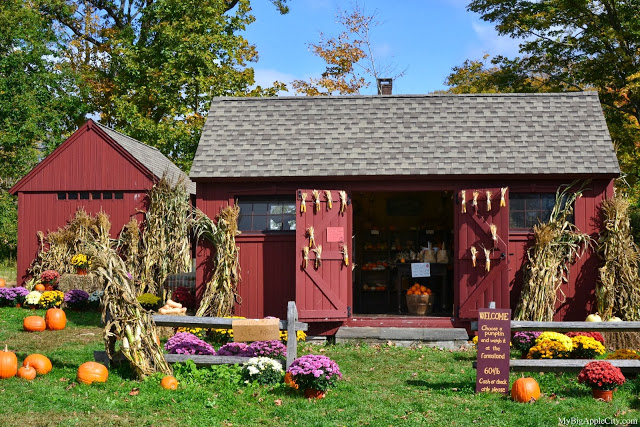 pumpkin-picking-nyc-mybigapplecity